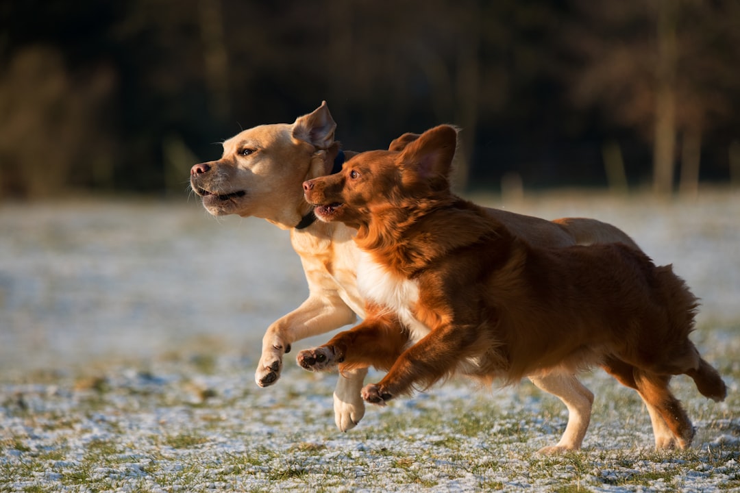 dog cowering away from playing dogs