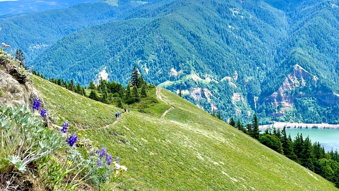 dog hiking mountain trail