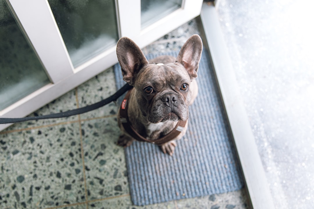 dog lying calmly on mat