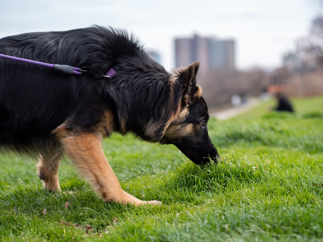 dog sniffing scattered treats grass