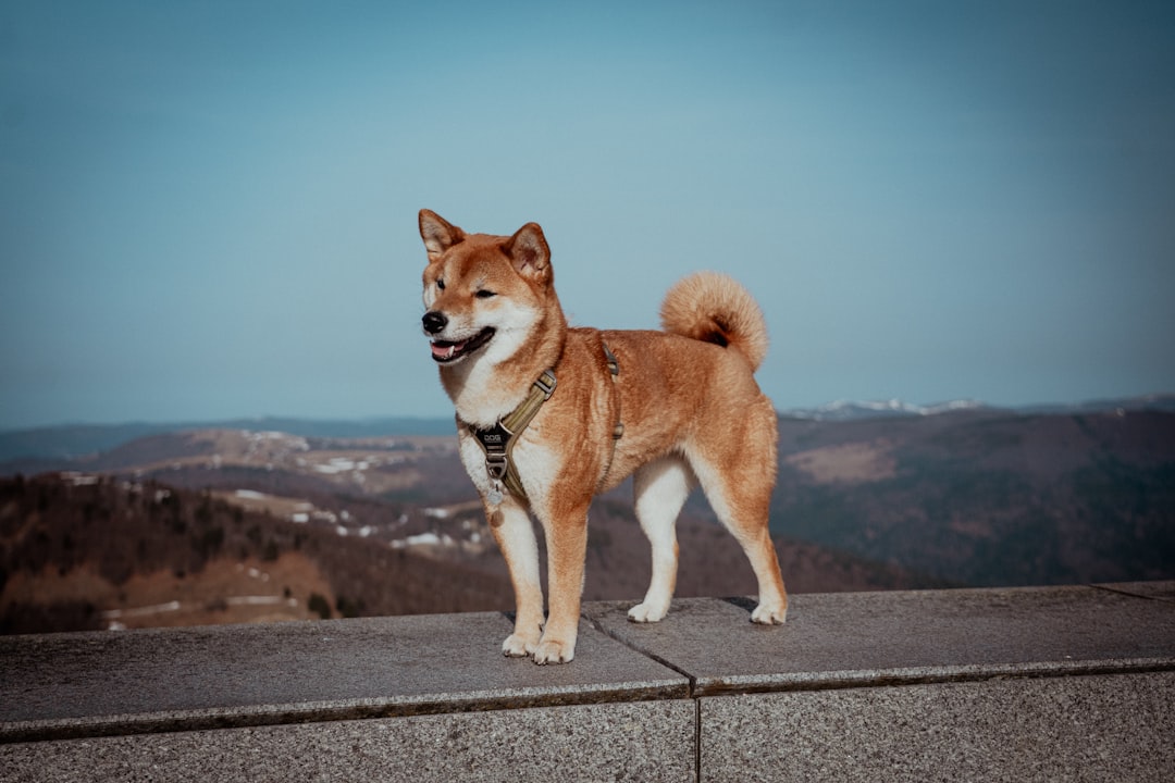 dog standing mountain view