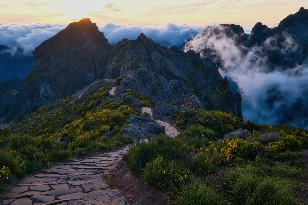 dog walking mountain path