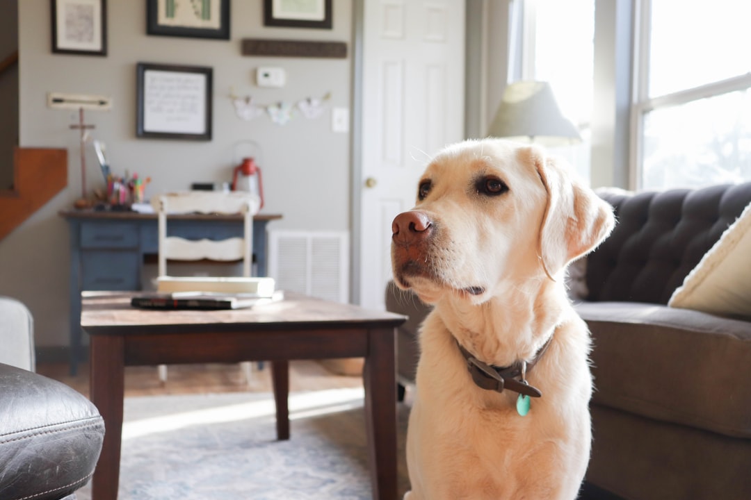 dog watching owner intently cues