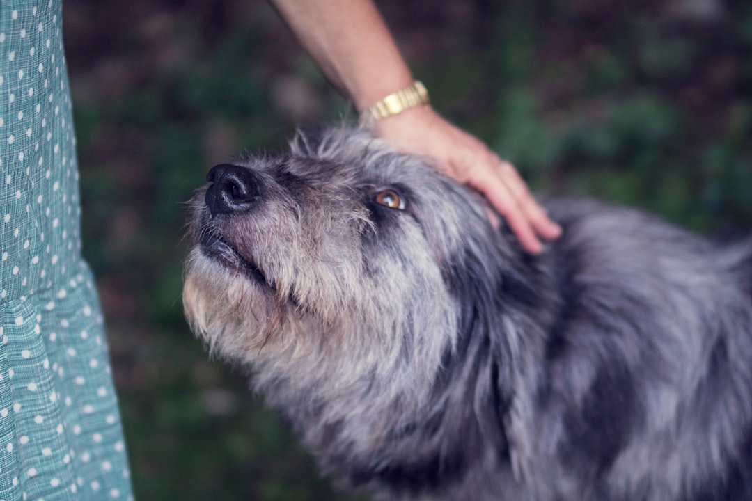 hands feeling dog ribs