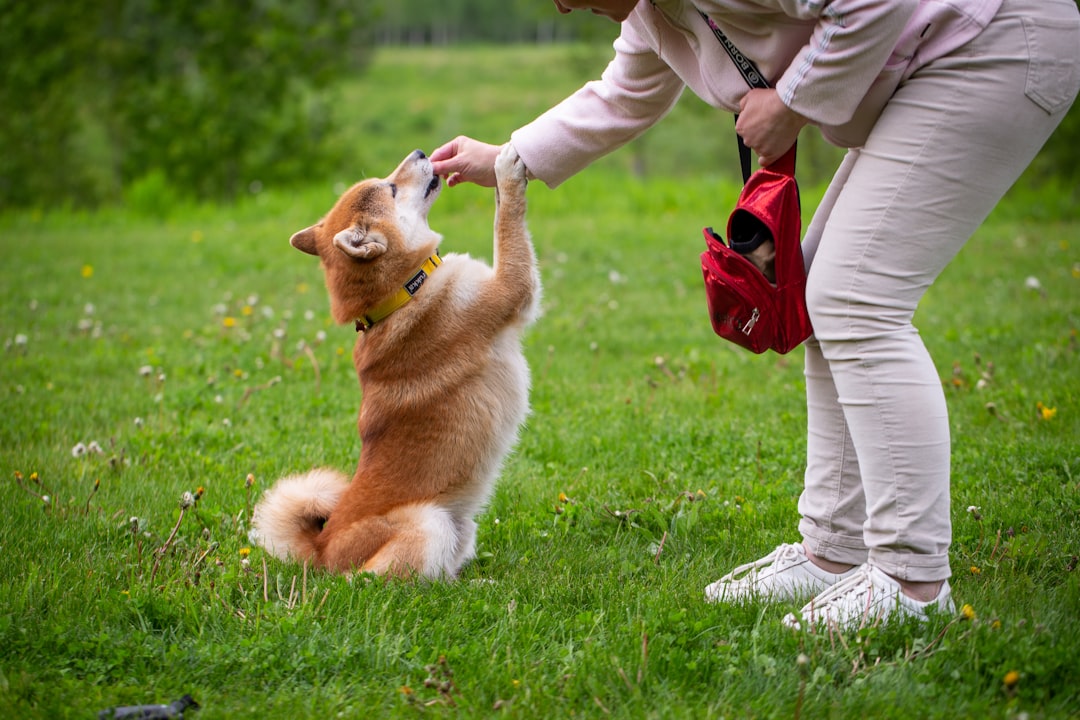 trainer giving dog treat calmly