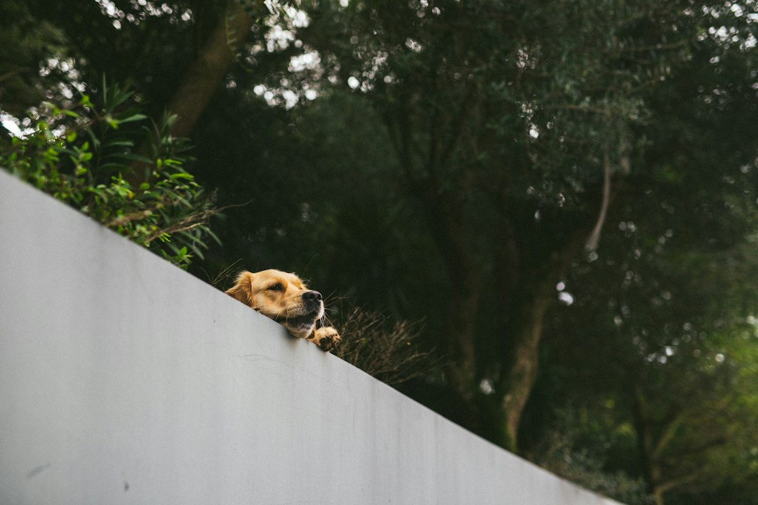 blind dog sniffing along wall