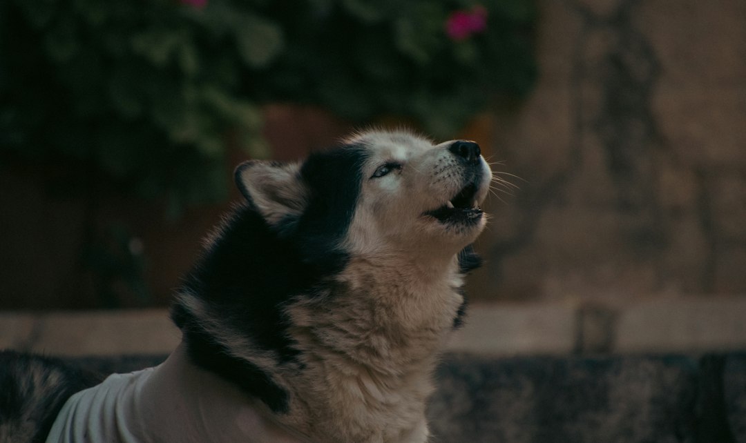 dog husky howling with head raised
