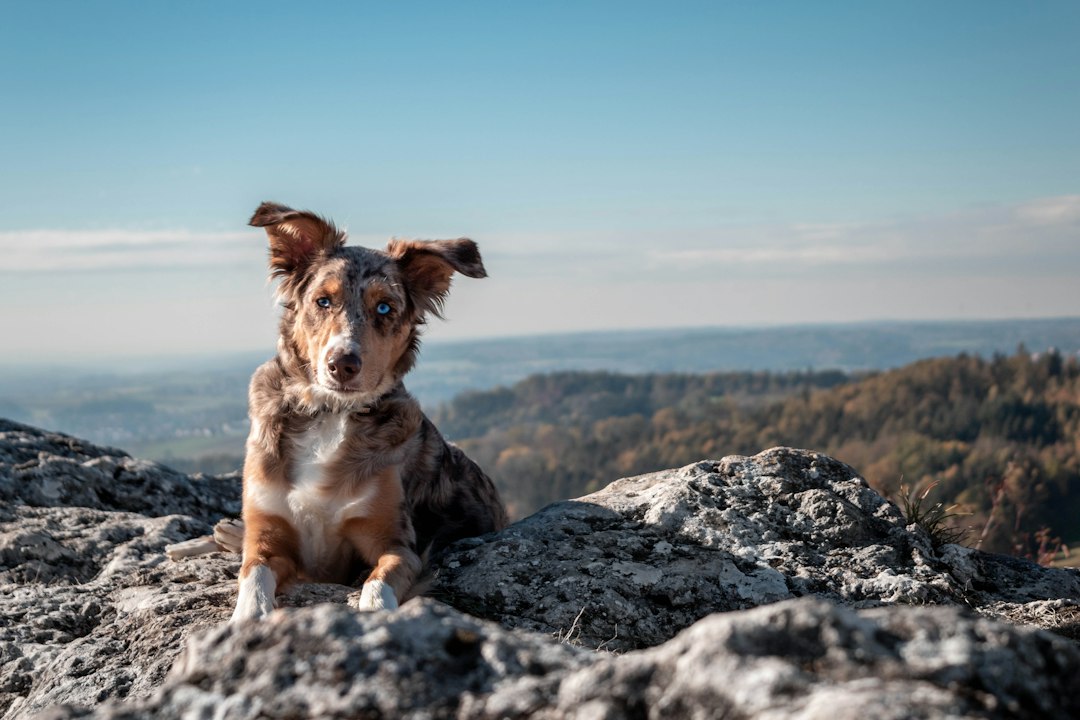 dog sitting mountain overlook